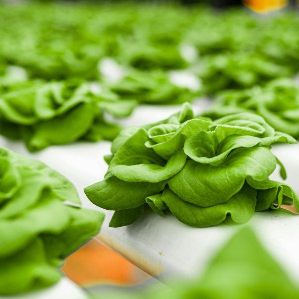 Verduras hidropónicas