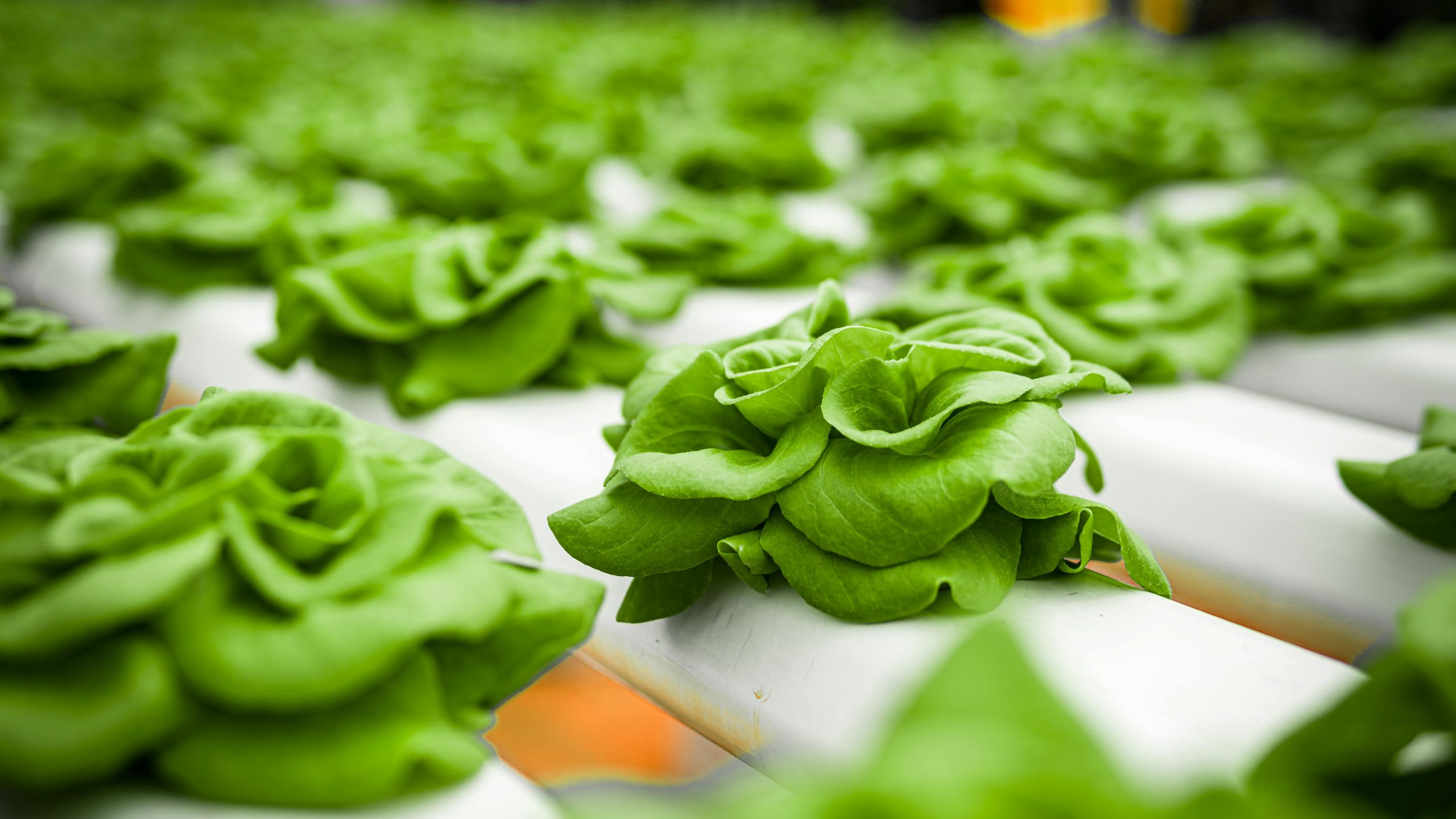 Close-up of vibrant green hydroponic lettuce leaves thriving in a modern greenhouse.