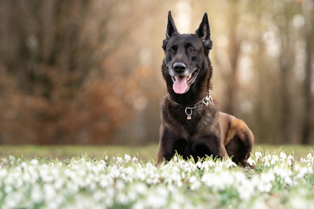 Black Belgian Malinois dog lying on grass surrounded by blooming snowdrops in a tranquil spring setting.